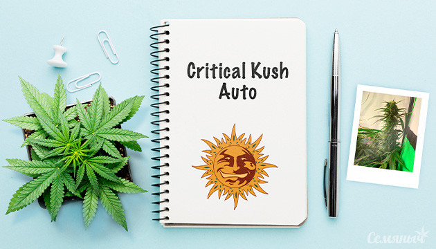 Гроурепорт сорта Critical Kush Auto