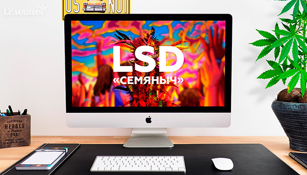 Гроурепорт сорта LSD от сидбанка Семяныч