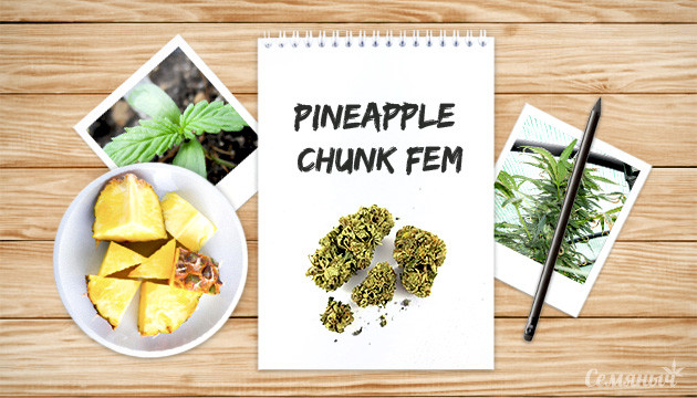 Гроурепорт сорта Pineapple Chunk