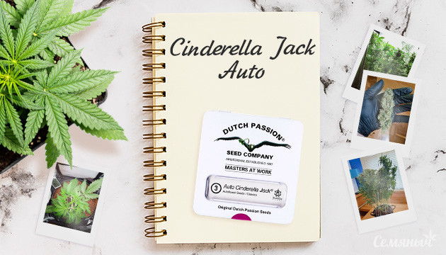 Гроурепорт сорта Auto Cinderella Jack fem от Dutch Passion