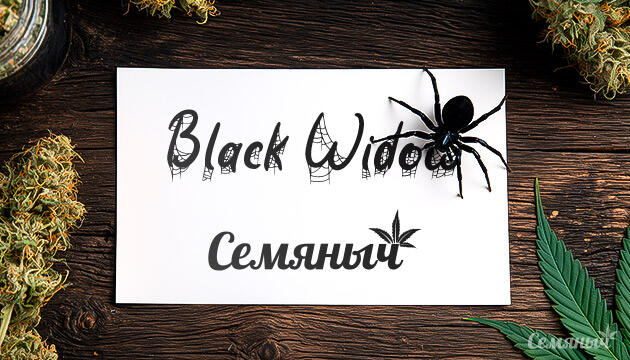 Гроурепорт сорта Black Widow fem от Семяныча