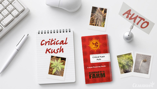Гроурепорт сорта Critical Kush Auto