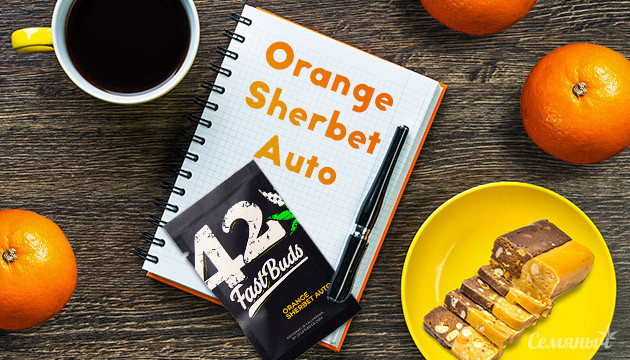 Гроурепорт сорта Orange Sherbet Auto