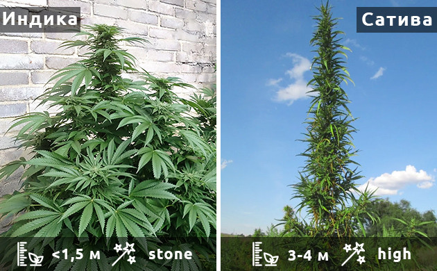 Выбор сорта для аутдора Особенности сативы и индики для выращивания в аутдоре