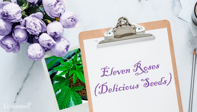 Гроурепорт сорта Eleven Roses fem от Delicious Seeds