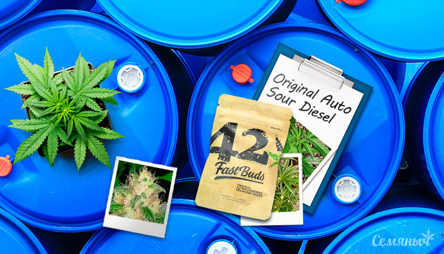 Гроурепорт куста конопли Original Auto Sour Diesel